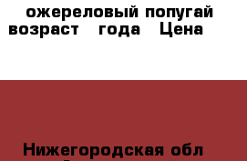 ожереловый попугай возраст 4 года › Цена ­ 7 000 - Нижегородская обл., Ардатовский р-н Животные и растения » Птицы   . Нижегородская обл.